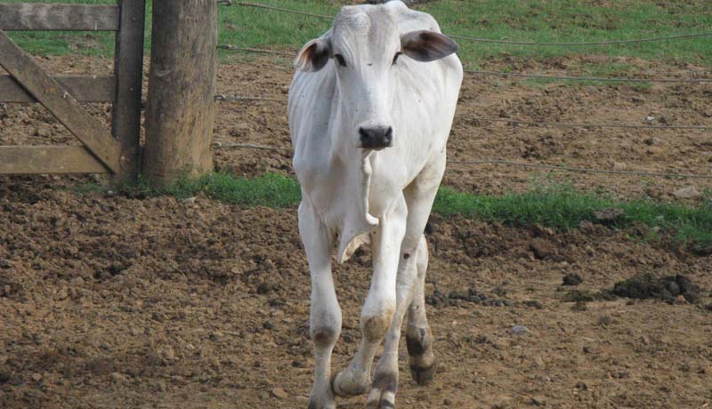 Intoxicação em bovinos causas, sinais e tratamentos